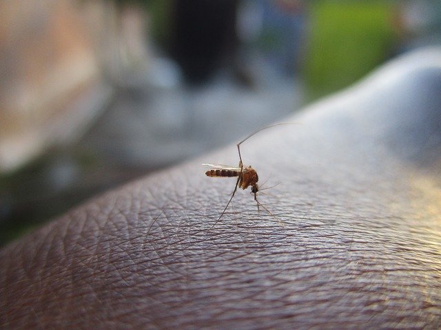 verao mais seguro prevencao da dengue mosquito g3bb9533d3 640