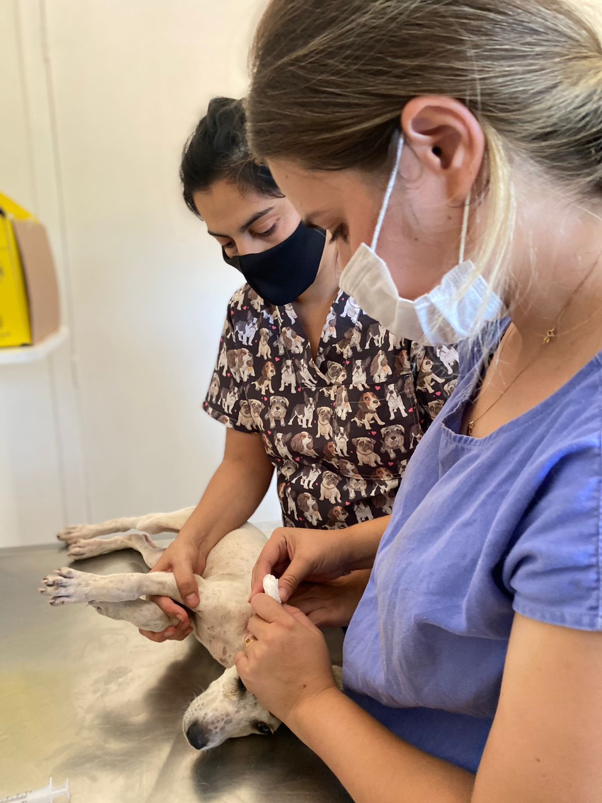 hospital veterinario unibave volta ao atendimento normal hvu