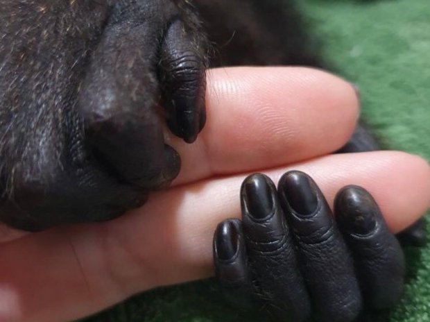 ima resgata mais 17 mil animais silvestres terrestres entre primavera e verao ima resgata mais 17 mil animais silvestres 20220113 1583436259