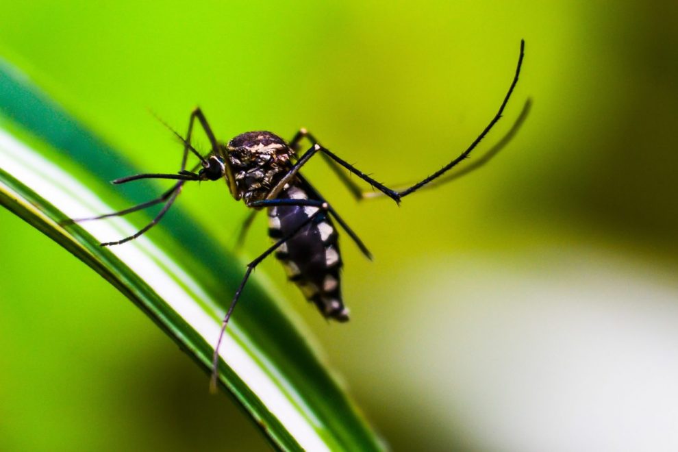 novo inseticida traz esperanca para controle da dengue mosquito g0aa580566 1920