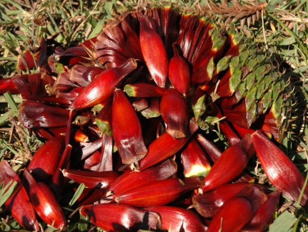 safra do pinhao deve aumentar 25 em sc e oferecer frutos de maior qualidade em 2022 safra do pinhao deve aumentar 25 em sc e oferecer frutos de maior qualidade em 2022 20220408 1034606783
