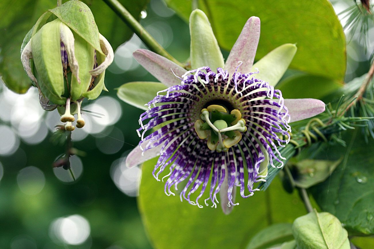 urussanga encontro que visa promover uso seguro das plantas medicinais sera nesta sexta feira foto divulgacao pixabay 1