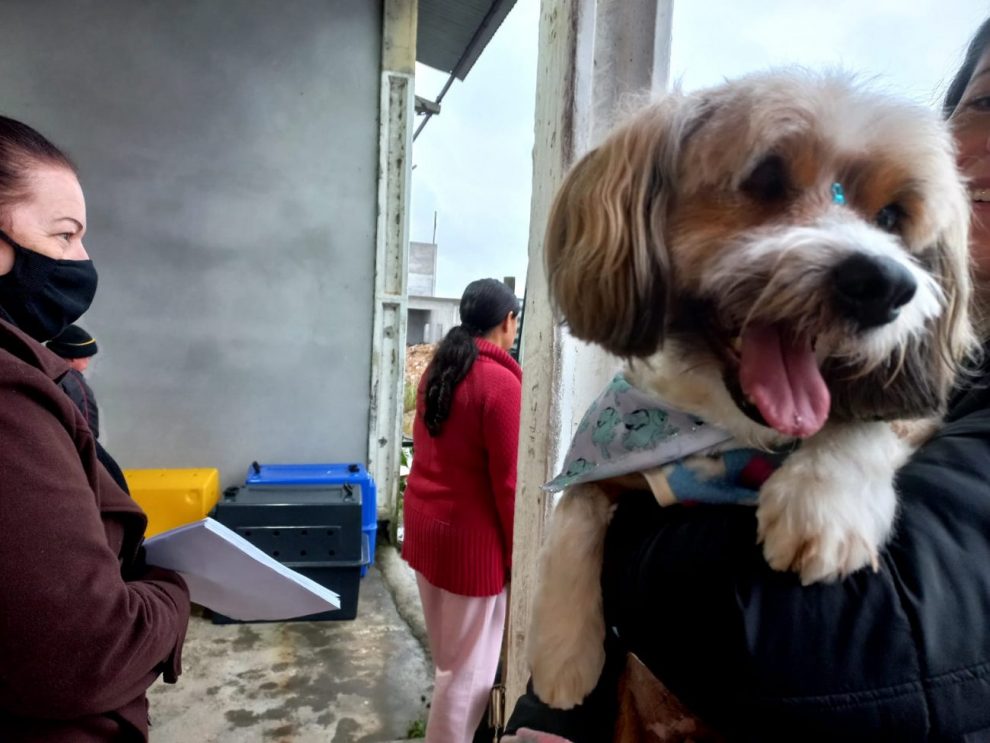 strongcocal do sul tem mais de 160 animais castrados pelo programa de castracaostrong 10.46.28