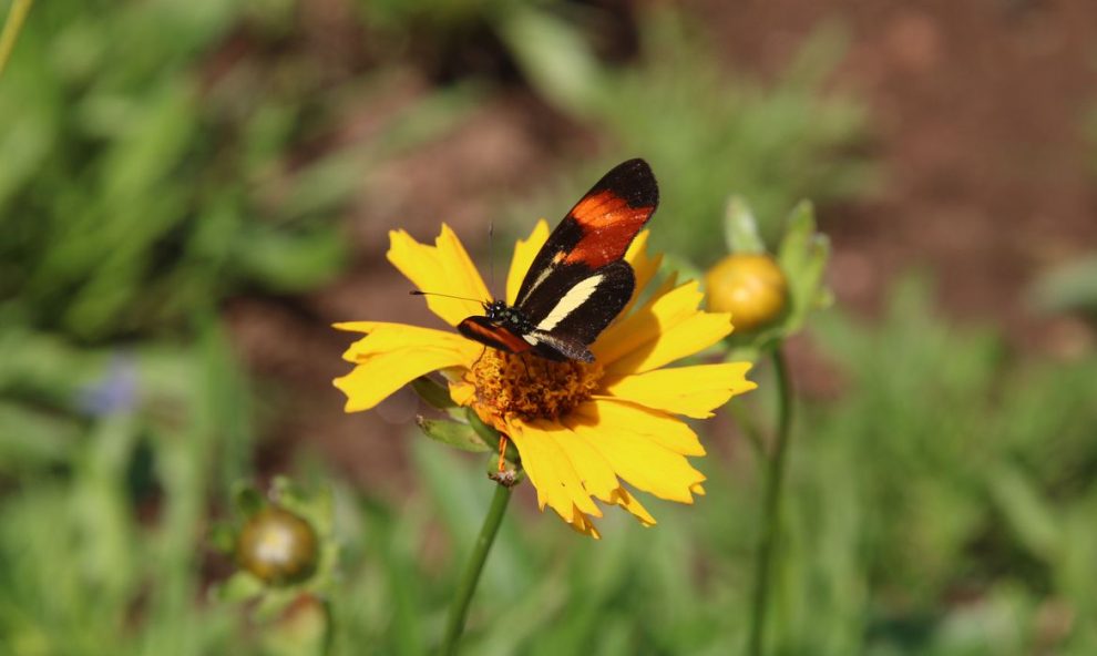 biodiversidade de insetos no brasil esta emnbspqueda mostra estudo img 8692
