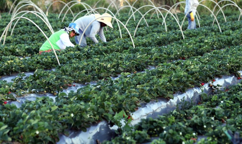 agricultores tem perfil personalizado na plataforma gov br 1089297 vcapto abr 2408172796 1