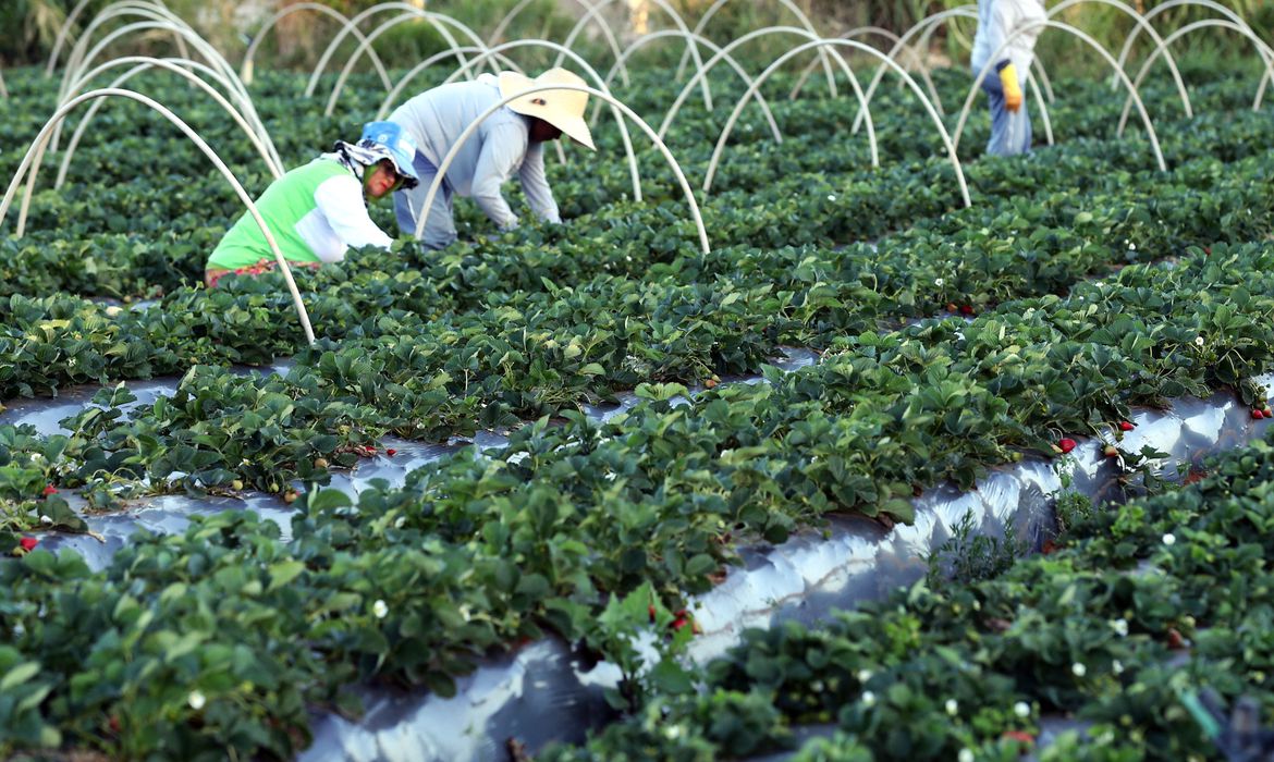 agricultores tem perfil personalizado na plataforma gov br 1089297 vcapto abr 2408172796 1