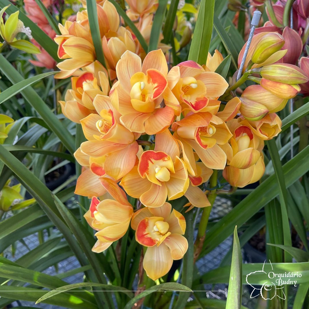 strongurussanga recebe exposicao de orquideas neste final de semananbspstrong exposicao de orquideas em urussanga divulgacao