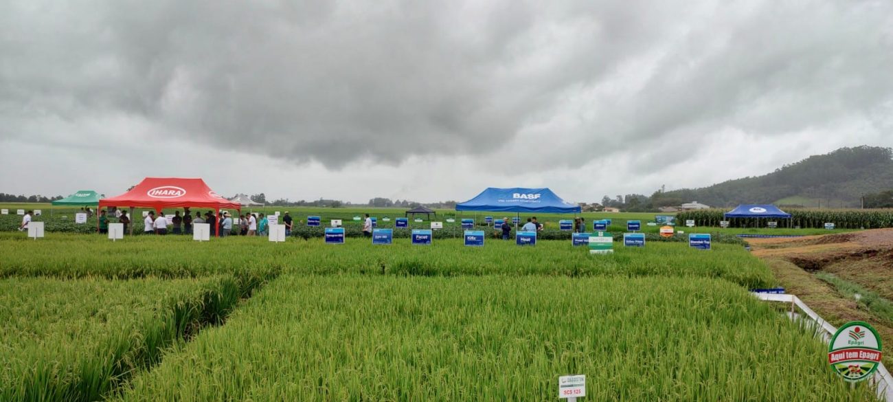 em turvo 7o dia de campo dagostin sementes deve reunir agricultores de toda a regiao whatsapp image 2023 01 26 at 11.44.15