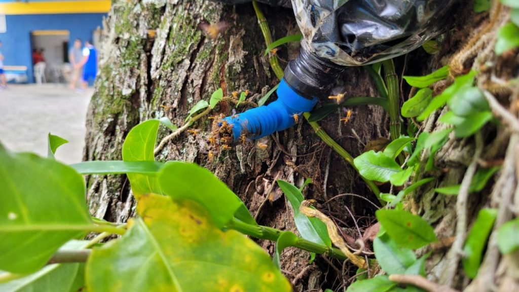 emstronginiciativa da apae cocal do sul utiliza criacao de abelhas sem ferrao como meio terapeuticonbspstrongem meliponario apae por ana paula nesi 1