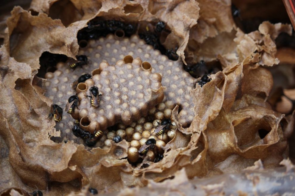 emstronginiciativa da apae cocal do sul utiliza criacao de abelhas sem ferrao como meio terapeuticonbspstrongem meliponario apae por ana paula nesi 5