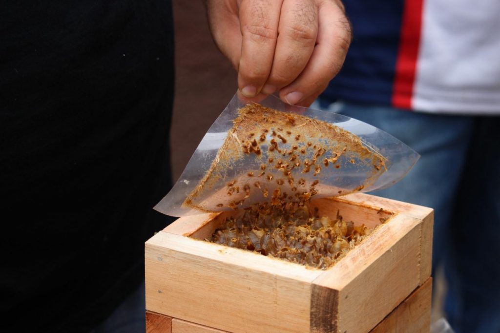 emstronginiciativa da apae cocal do sul utiliza criacao de abelhas sem ferrao como meio terapeuticonbspstrongem meliponario apae por ana paula nesi 7