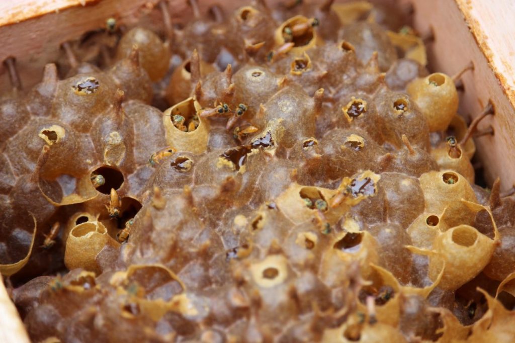 emstronginiciativa da apae cocal do sul utiliza criacao de abelhas sem ferrao como meio terapeuticonbspstrongem meliponario apae por ana paula nesi 8