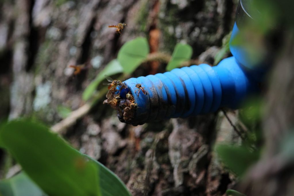 emstronginiciativa da apae cocal do sul utiliza criacao de abelhas sem ferrao como meio terapeuticonbspstrongem meliponario apae por ana paula nesi 9
