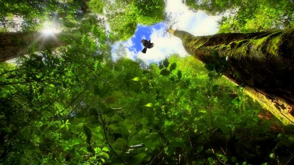 brasil registra alta na emissao de gases de efeito estufa trees gf94b6cc4b 1280