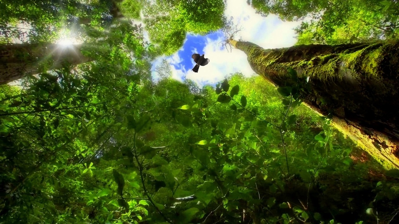 brasil registra alta na emissao de gases de efeito estufa trees gf94b6cc4b 1280