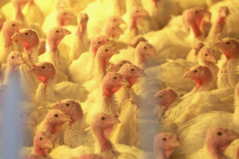 secretaria da agricultura emite alerta maximo para o reforco de medidas de prevencao contra a influenza aviaria 51343232986 b654b3bbaa c