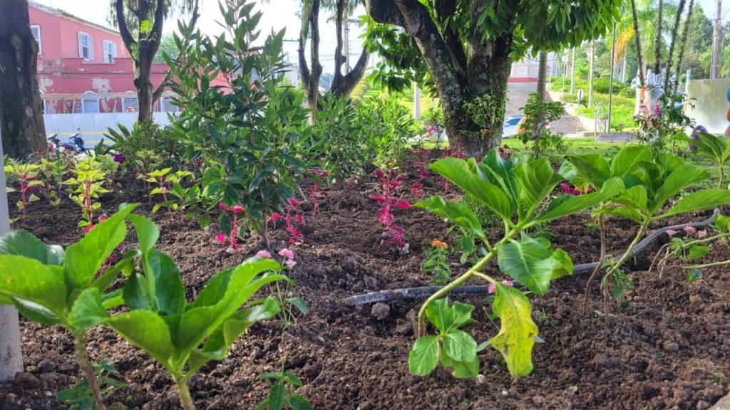 urussanga praca anita garibaldi recebe plantio de flores e plantas ornamentais flores na praca por ana paula nesi 10