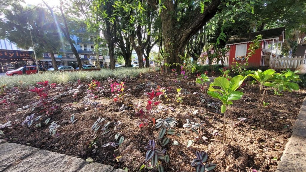 urussanga praca anita garibaldi recebe plantio de flores e plantas ornamentais flores na praca por ana paula nesi 2