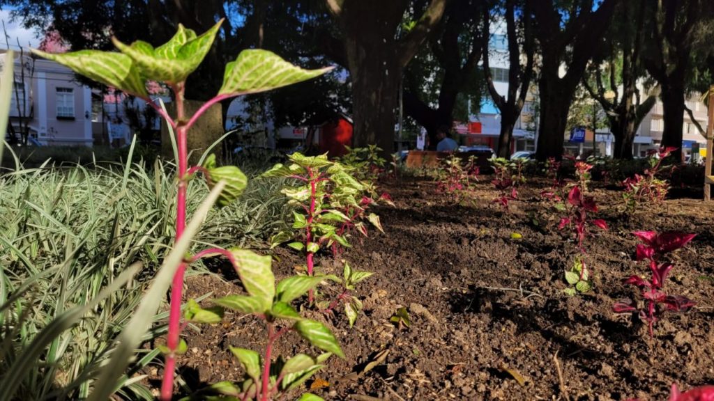 urussanga praca anita garibaldi recebe plantio de flores e plantas ornamentais flores na praca por ana paula nesi 3