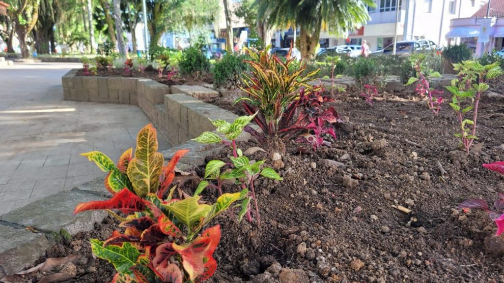 urussanga praca anita garibaldi recebe plantio de flores e plantas ornamentais flores na praca por ana paula nesi 4