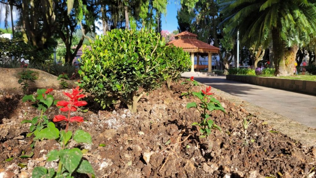 urussanga praca anita garibaldi recebe plantio de flores e plantas ornamentais flores na praca por ana paula nesi 5