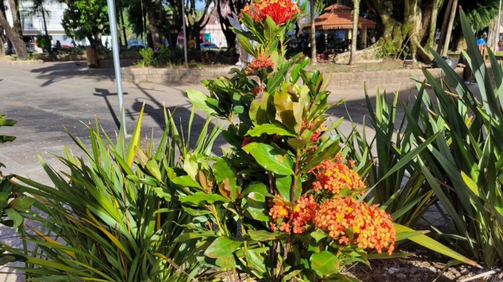 urussanga praca anita garibaldi recebe plantio de flores e plantas ornamentais flores na praca por ana paula nesi 6