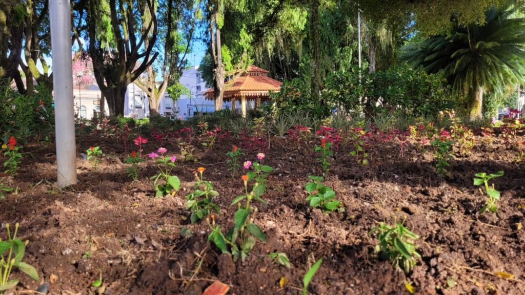 urussanga praca anita garibaldi recebe plantio de flores e plantas ornamentais flores na praca por ana paula nesi 7
