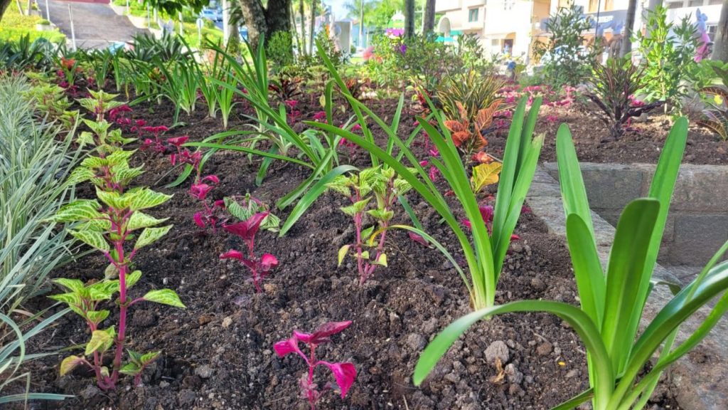 urussanga praca anita garibaldi recebe plantio de flores e plantas ornamentais flores na praca por ana paula nesi 8