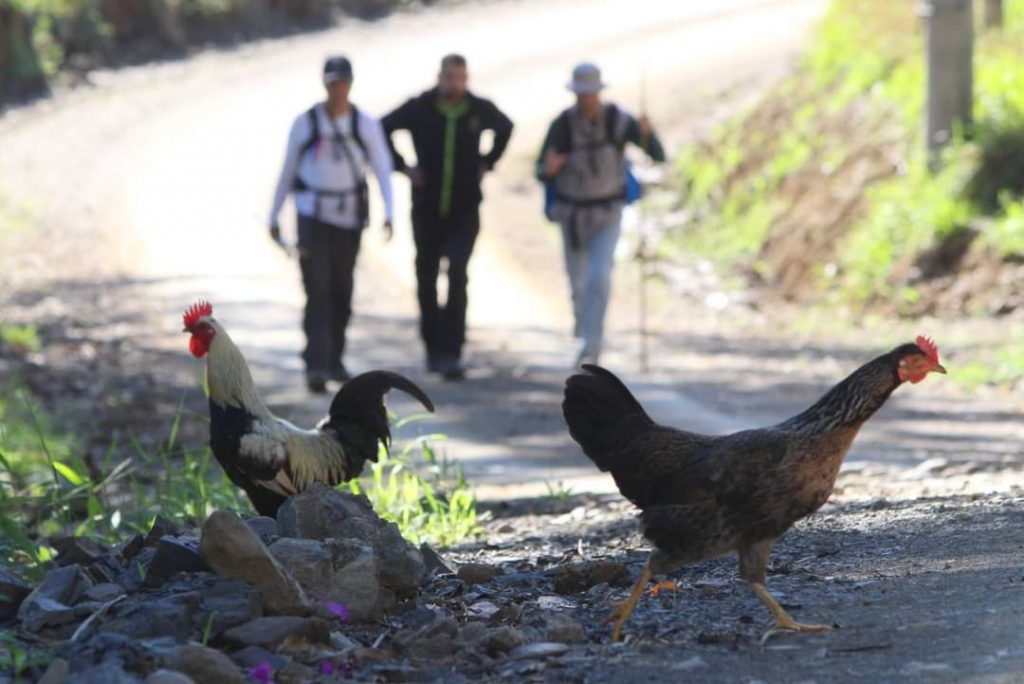 caminho sagrado completa um ano ecomemora seu peregrino numero 300 2 1