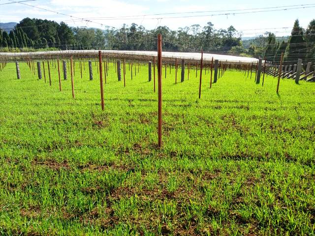 desenvolvimento rural prefeitura de cocal do sul entrega 144 sacas de sementes de aveia e azevem aos produtores rurais adubacao verde cocal do sul2