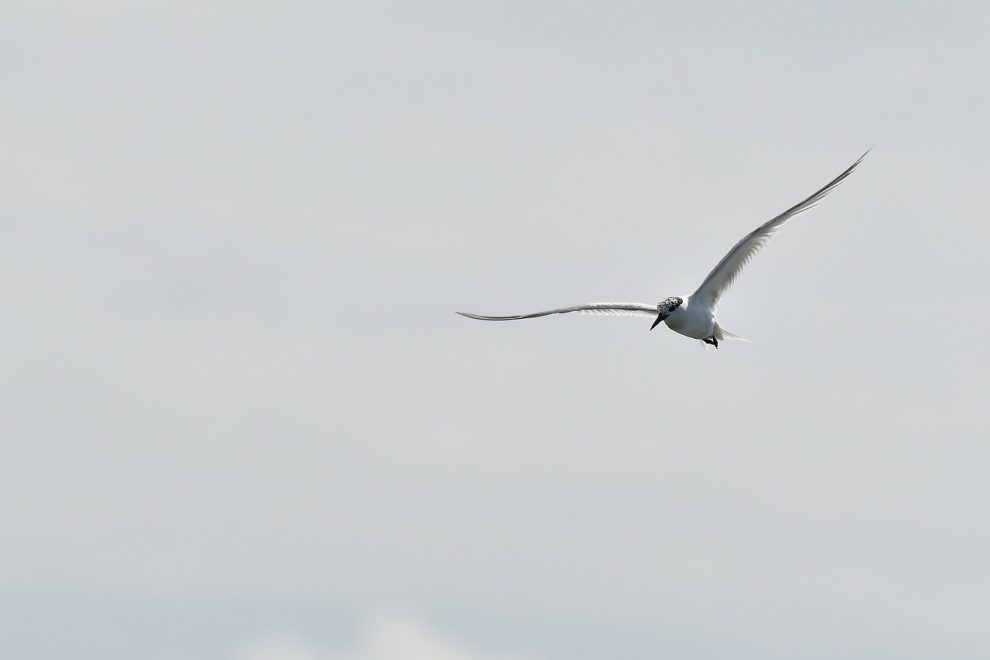 brasil confirma primeiros casos de gripe aviaria em aves silvestres tern g7bfa7a8ee 1280