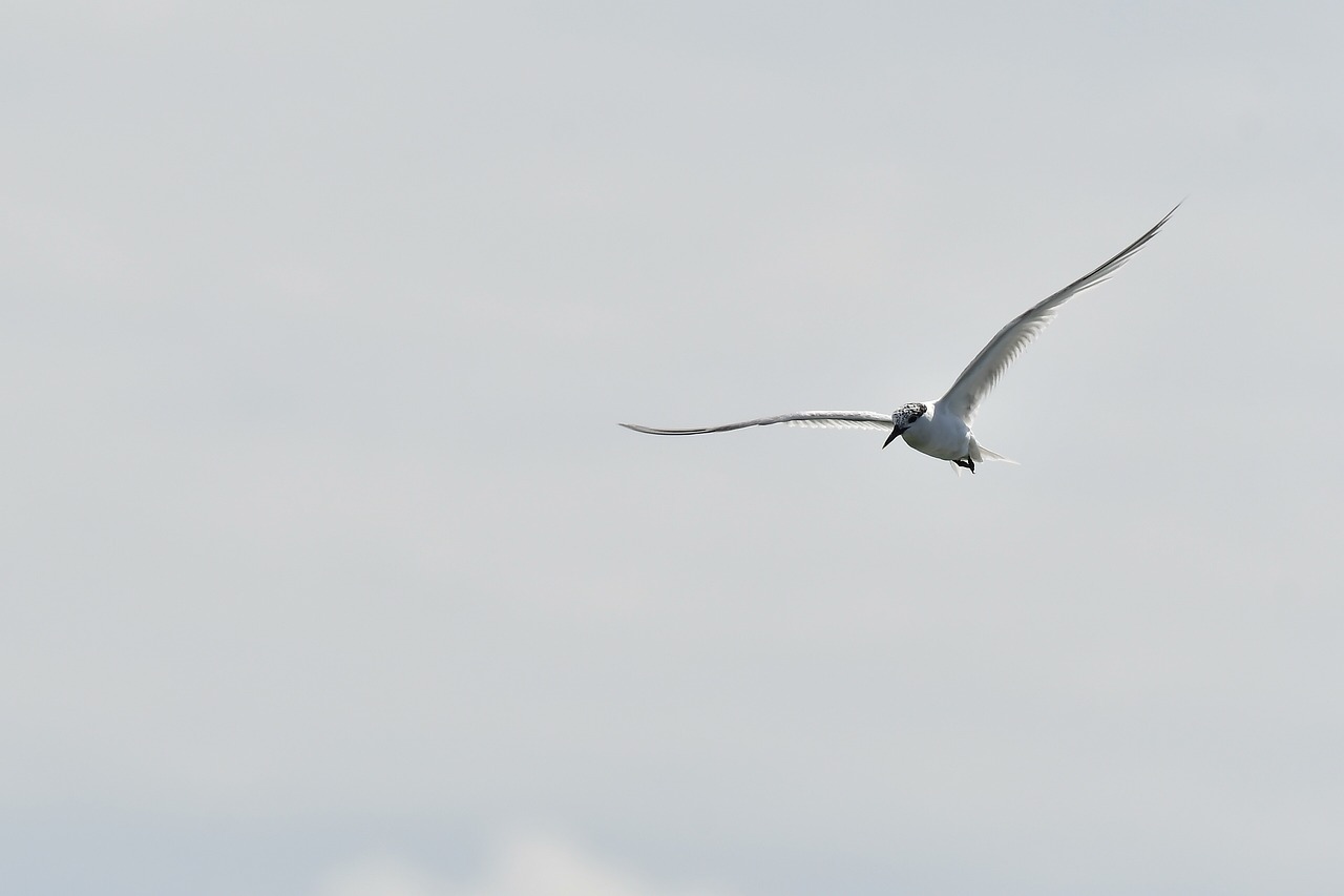 brasil confirma primeiros casos de gripe aviaria em aves silvestres tern g7bfa7a8ee 1280