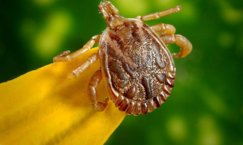 entenda o que e febre maculosa e quais os sintomas carrapato2 0