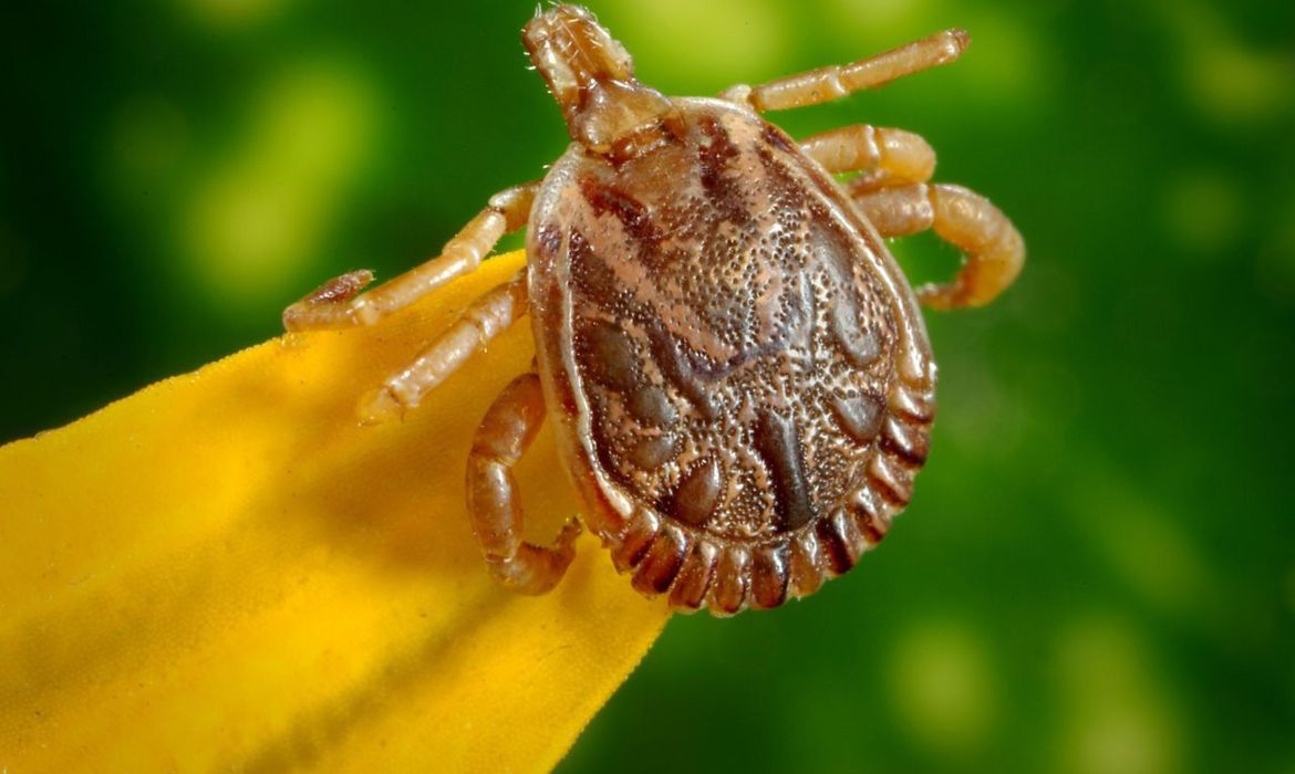 entenda o que e febre maculosa e quais os sintomas carrapato2 0