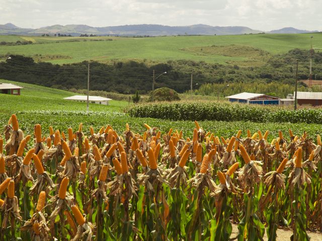 governo do estado inicia distribuicao de sementes de milho do programa terra boa milho