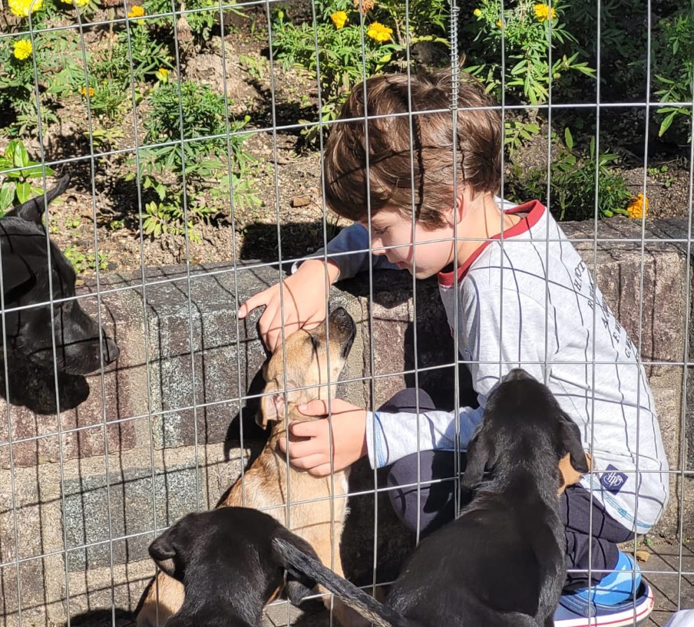 sabado e dia de feira de adocao animal do combea em urussanga combea adocao dog cachorro pmu por ana paula nesi 5 e1690236233360