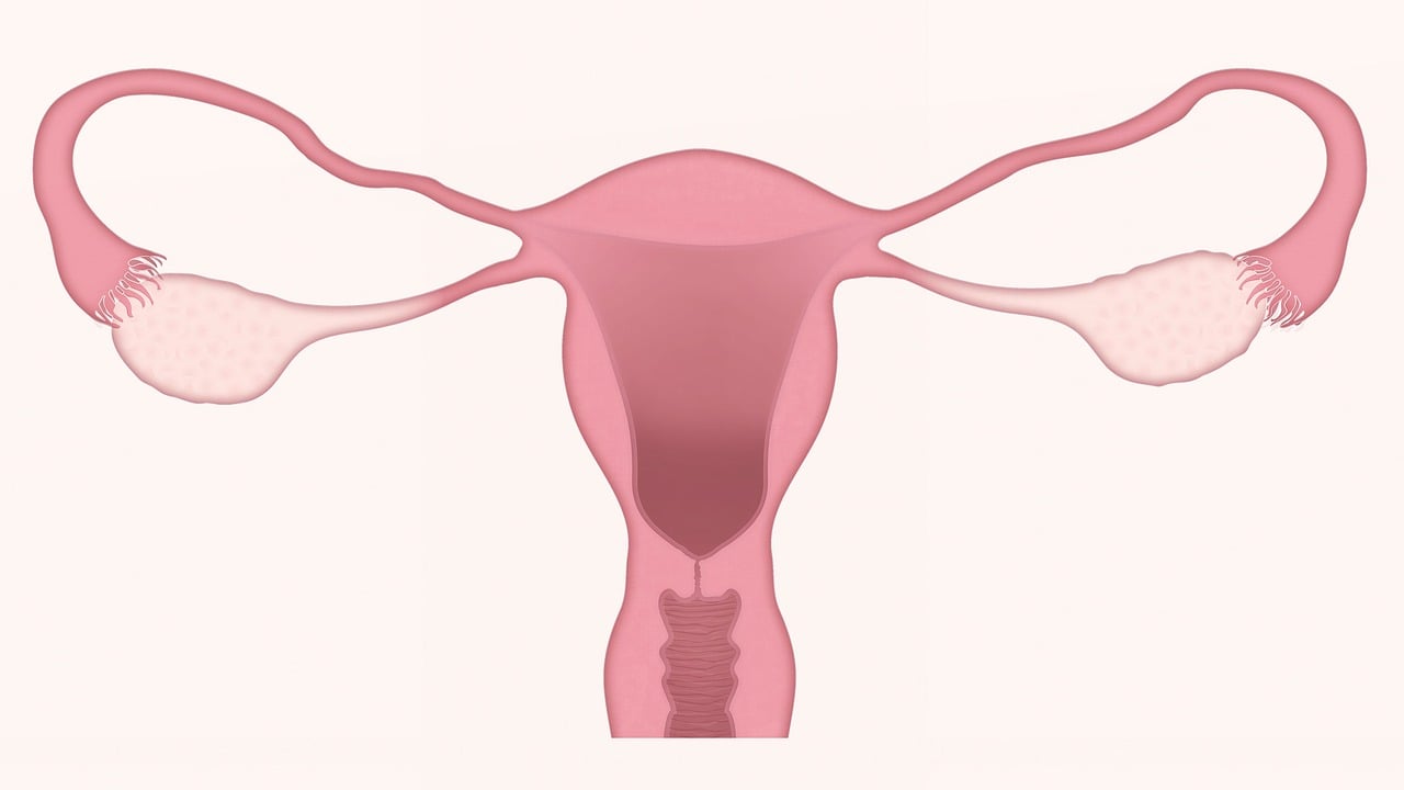 cancer do colo de utero pode ser prevenido com vacina e exame disponiveis no sus utero por ljnovascotia via