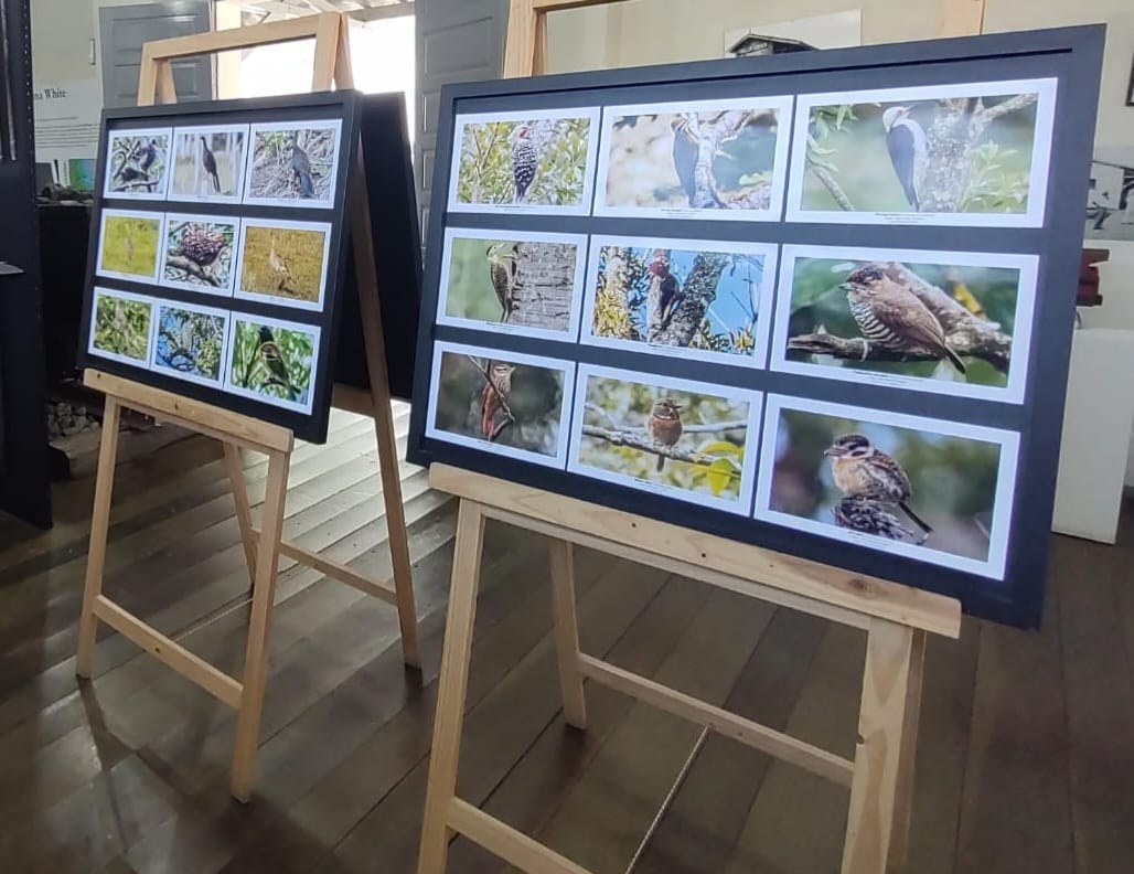aves da mata atlantica em exposicao no museu ao ar livre primaveradosmuseus 2