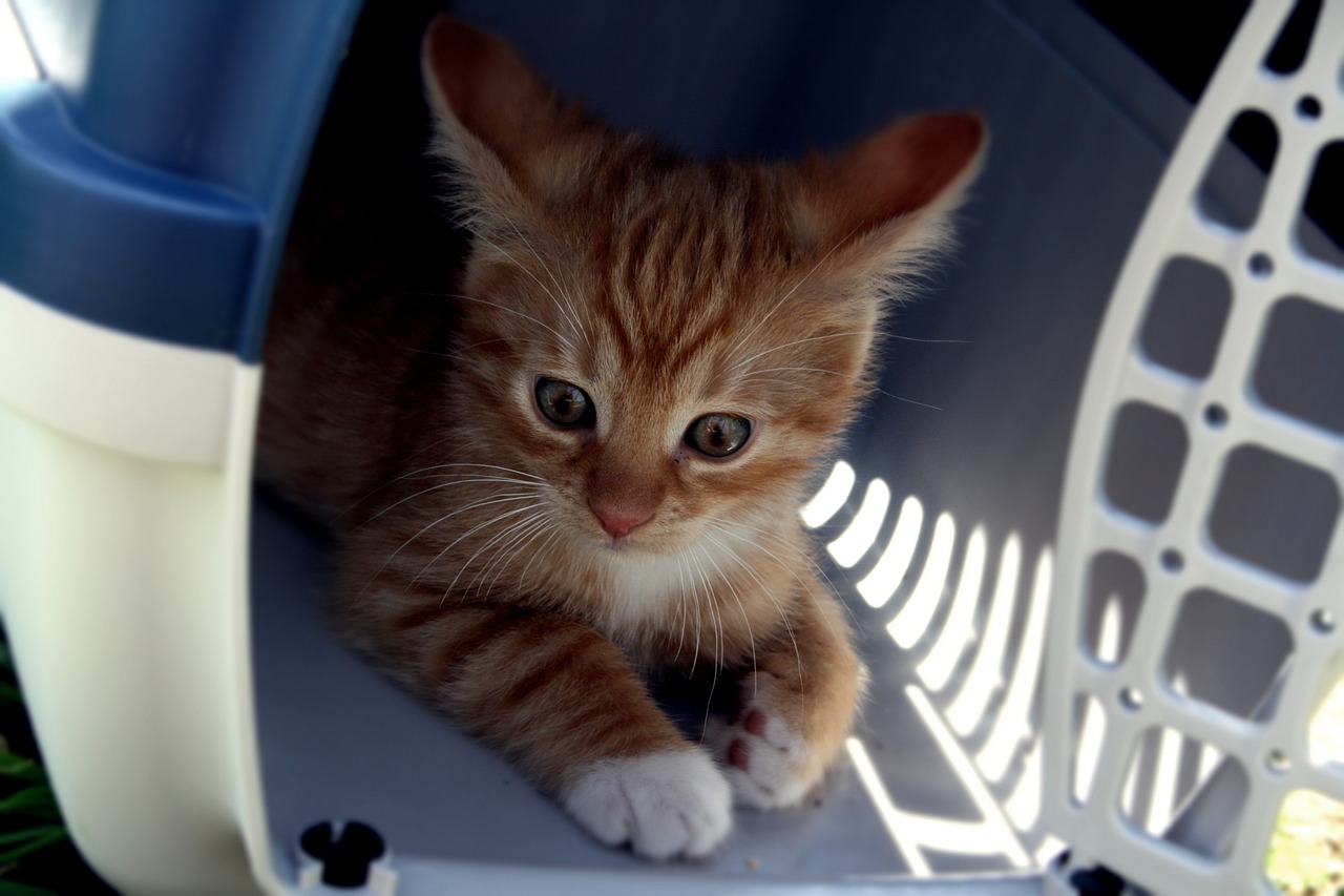 viagem com os pets saiba quando a companhia do animalzinho e aconselhavel e quais os cuidados no transporte cat 5047346 1280