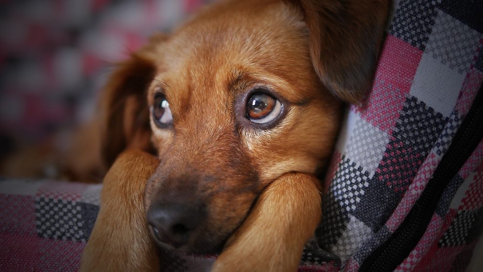 pets tambem passam por processo de luto dog 3071334 1280