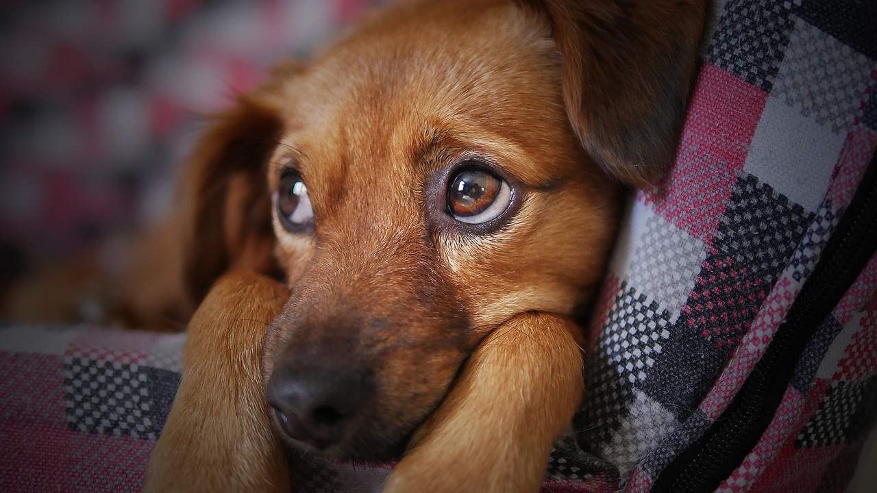 pets tambem passam por processo de luto dog 3071334 1280