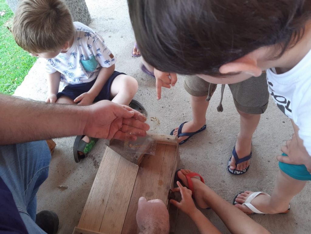 criancas da educacao infantil municipal recebem aula sobre abelhas sem ferrao na apae cocal do sul helena savi na apae meliponario divulgacao 8