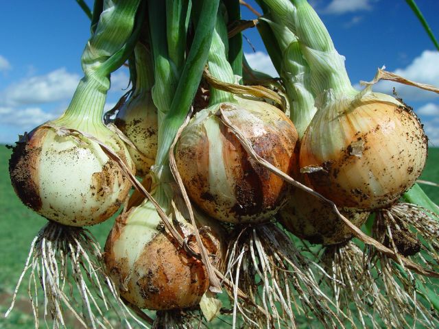 boletim agropecuario de dezembro da epagri mostra impacto das chuvas na producao agricola inauguracao galpao cebola 3