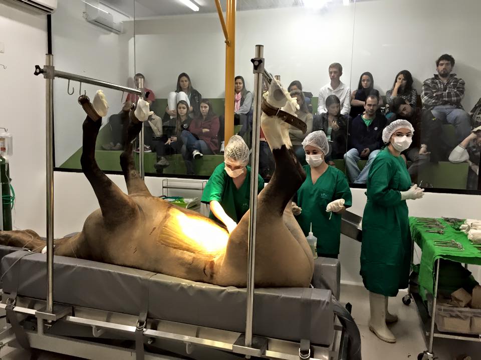 hospital veterinario unibave completa 11 anos hvu 7