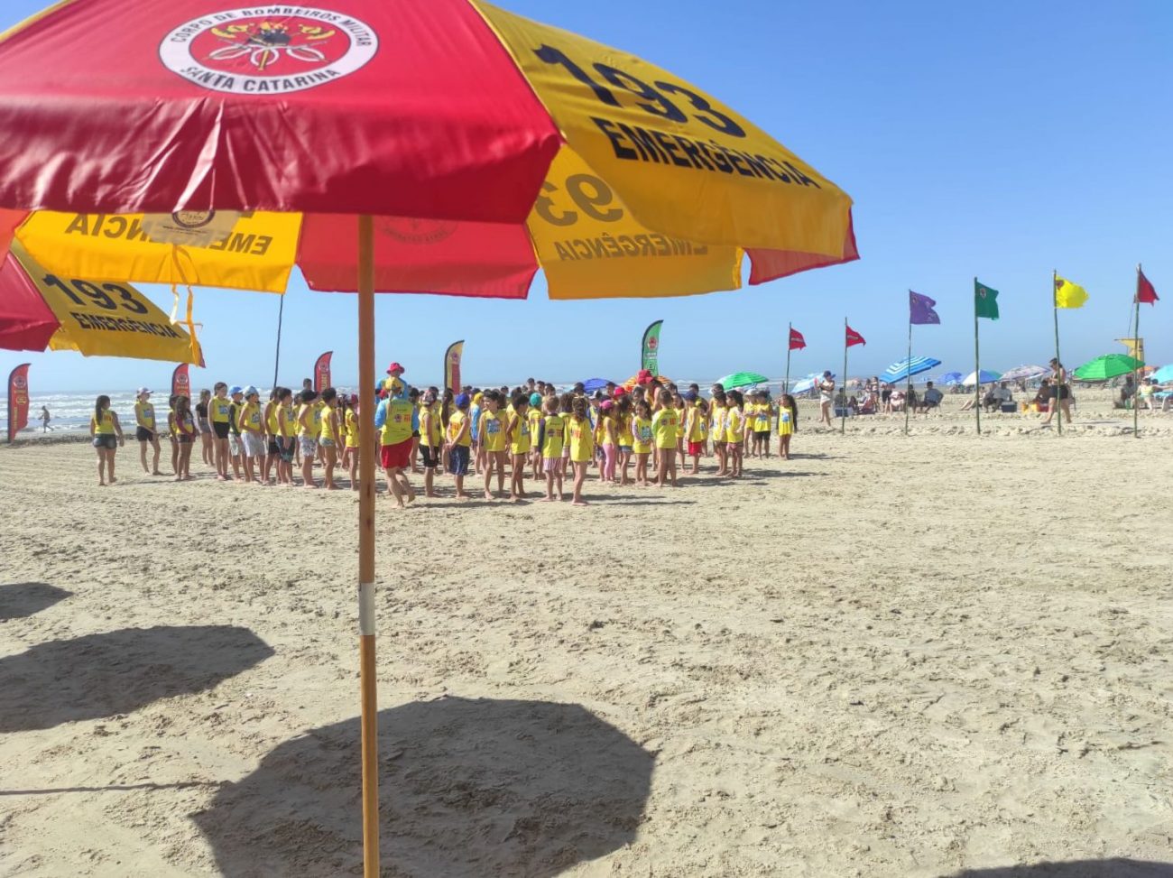 projeto golfinho acontece neste fim de semana nas praias whatsapp image 2024 01 11 at 14.55.22