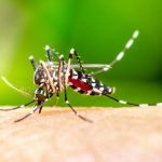 dengue em sc remessa com 15 mil doses da vacina contra a doenca chega ao estado na noite desta quarta feira dengue mosquito