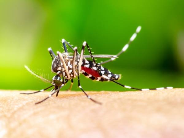dengue em sc remessa com 15 mil doses da vacina contra a doenca chega ao estado na noite desta quarta feira dengue mosquito