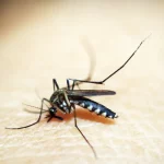 entenda por que hemorragia nao e o principal sintoma da dengue grave mosquito 1548947