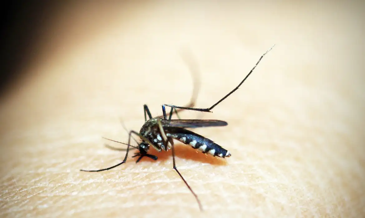 entenda por que hemorragia nao e o principal sintoma da dengue grave mosquito 1548947