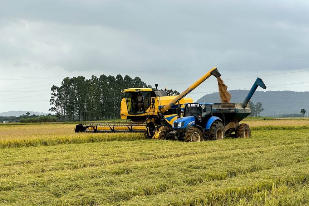 apos zelo no cultivo agricultores colhem o arroz com a qualidade catarinense unnamed 47